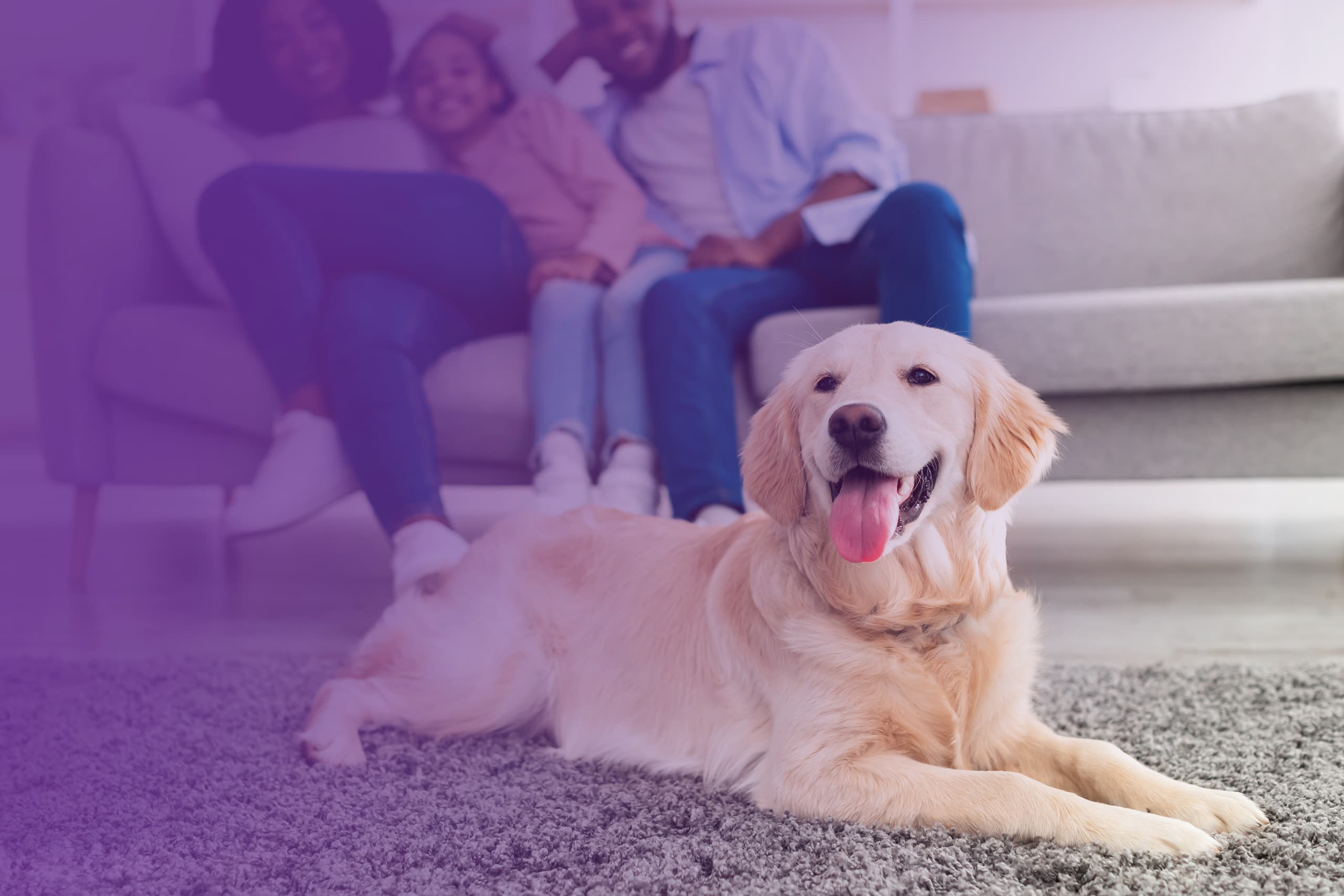 Wigglepon Privacy Policy